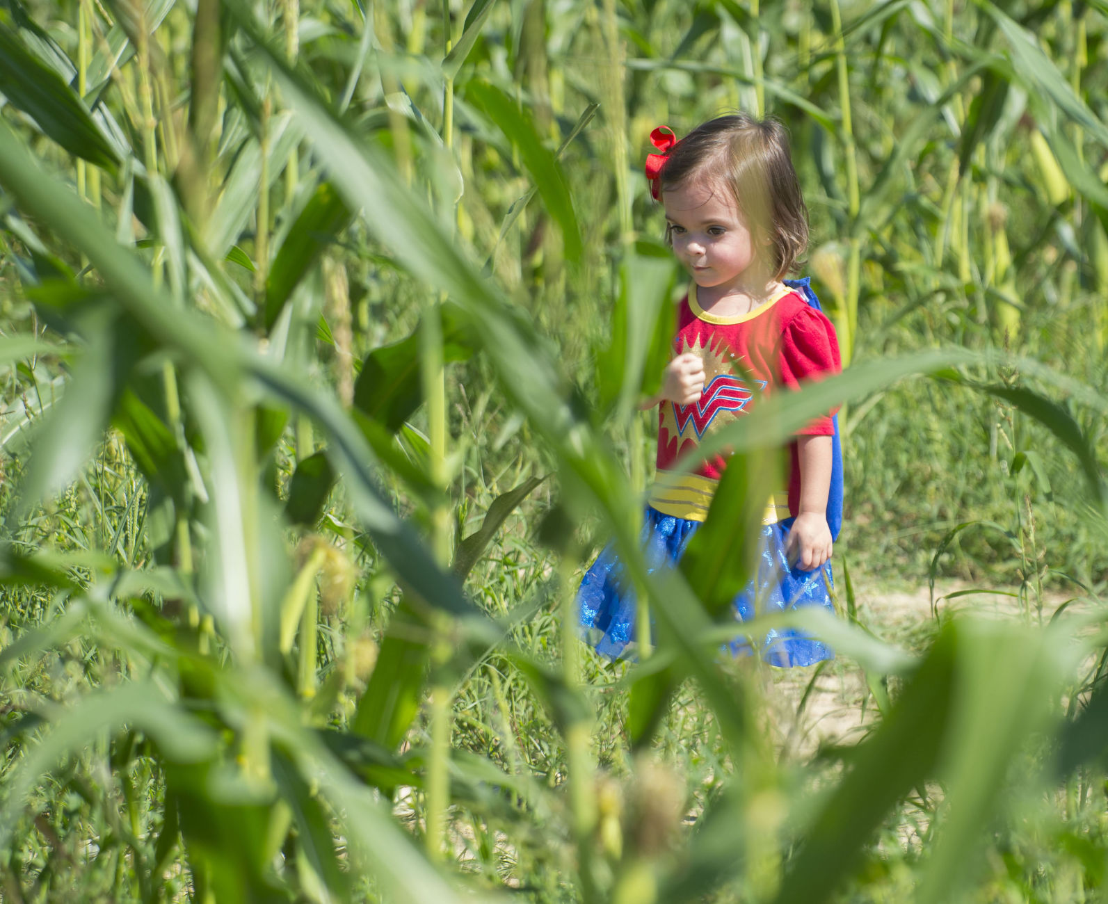 BR.cornmaze61.101517.jpg (copy)
